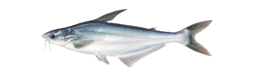 Pangasius